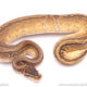 enchi pinstripe ph clown pied ball python for sale