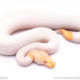 albino cinnamon pied ball python for sale