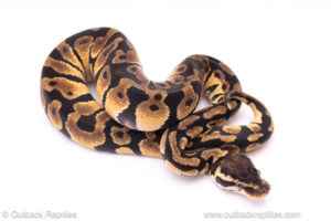 Pastel Orange Dream dh Clown Desert Ghost ball python for sale