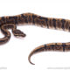 GHI het clown ball python for sale