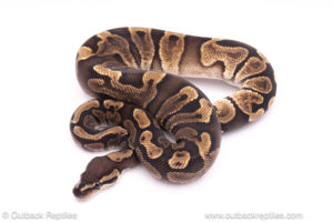 GHI het clown ball python for sale
