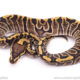 GHI het clown ball python for sale