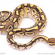 lesser het vpi axanthic clpon ball python for sale