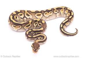 lesser dh vpi axanthic clown ball python for sale