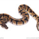 Trip het VPI Axanthic Clown Pied ball python for sale
