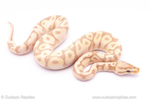 Super Pastel Banana het Puzzle ball python for sale