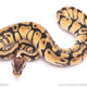 Orange Dream pastel het puzzle ball python for sale