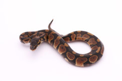 Africa import dinker ball python for sale