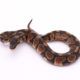 Africa import dinker ball python for sale