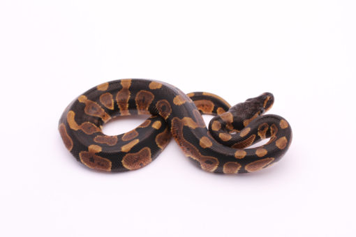 Africa import dinker ball python for sale
