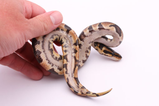 Africa import dinker ball python for sale