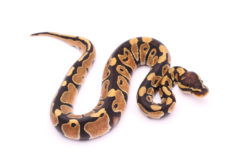 Africa import dinker ball python for sale