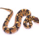 Africa import dinker ball python for sale