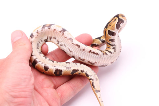 Africa import dinker ball python for sale