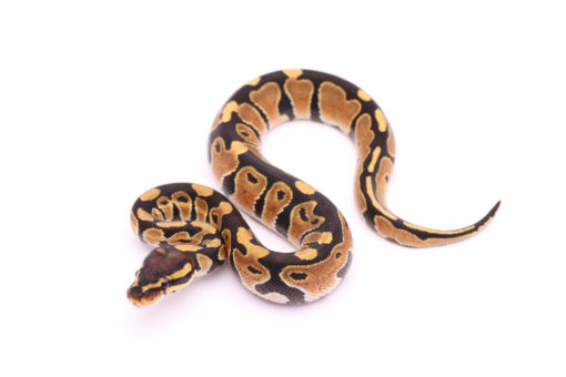 Africa import dinker ball python for sale