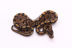 Africa import dinker ball python for sale