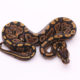 Africa import dinker ball python for sale
