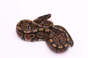 Africa import dinker ball python for sale