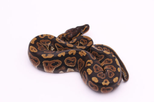 Africa import dinker ball python for sale