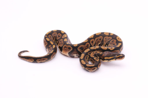 Africa import dinker ball python for sale