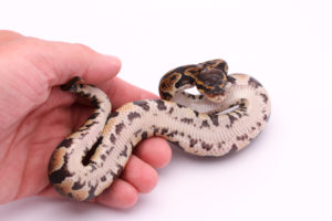 Africa import dinker ball python for sale