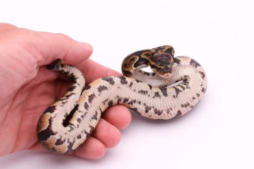 Africa import dinker ball python for sale
