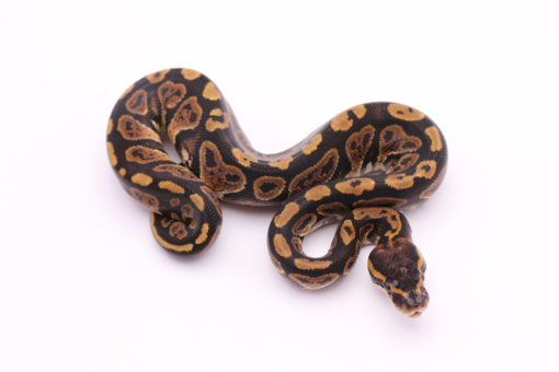 Africa import dinker ball python for sale