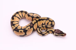 Africa import dinker ball python for sale