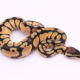 Africa import dinker ball python for sale