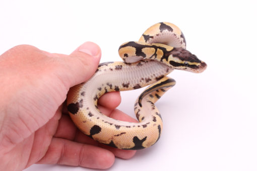 Africa import dinker ball python for sale