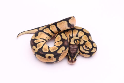 Africa import dinker ball python for sale