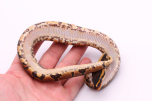 Africa import dinker ball python for sale