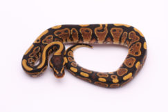 Africa import dinker ball python for sale