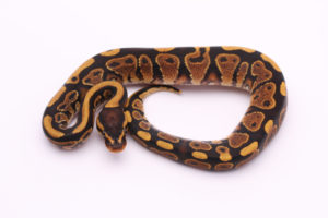 Africa import dinker ball python for sale