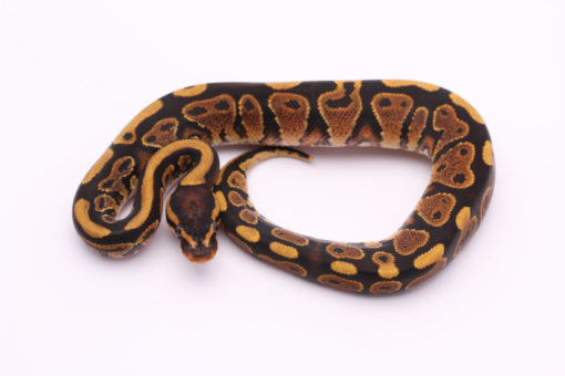 Africa import dinker ball python for sale