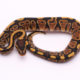 Africa import dinker ball python for sale