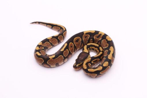 Africa import dinker ball python for sale