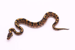 Africa import dinker ball python for sale