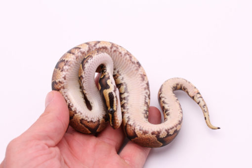 Africa import dinker ball python for sale