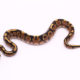 Africa import dinker ball python for sale