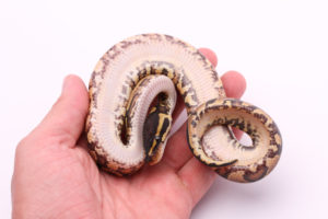 Africa import dinker ball python for sale