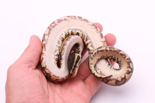 Africa import dinker ball python for sale