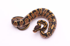 Africa import dinker ball python for sale