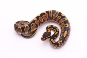 Africa import dinker ball python for sale