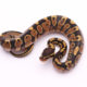 Africa import dinker ball python for sale