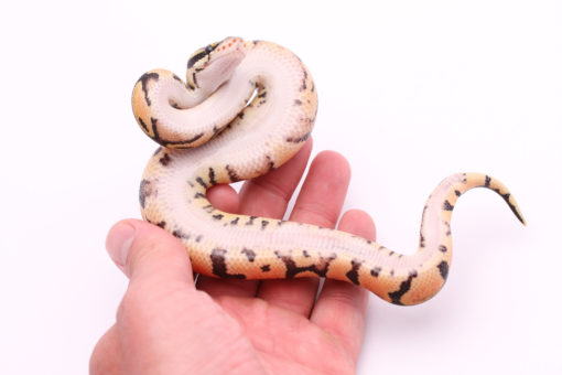 Africa import dinker ball python for sale