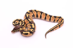 Africa import dinker ball python for sale