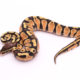 Africa import dinker ball python for sale