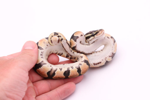 Africa import dinker ball python for sale