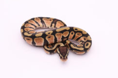 Africa import dinker ball python for sale